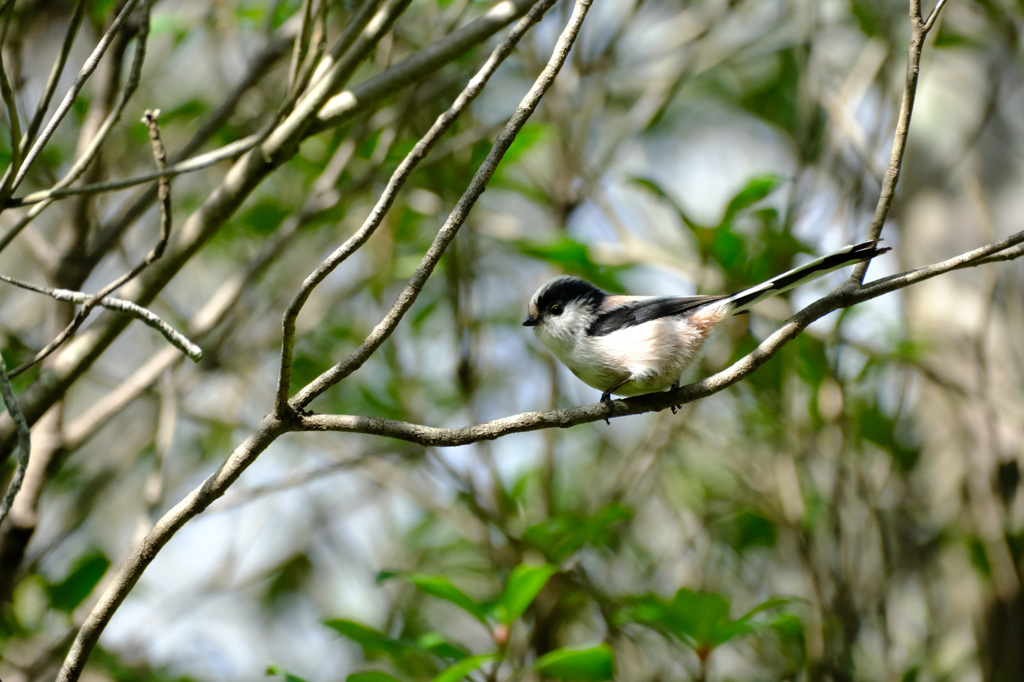 やっぱりキュート！