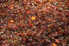 敷紅葉