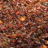 敷紅葉