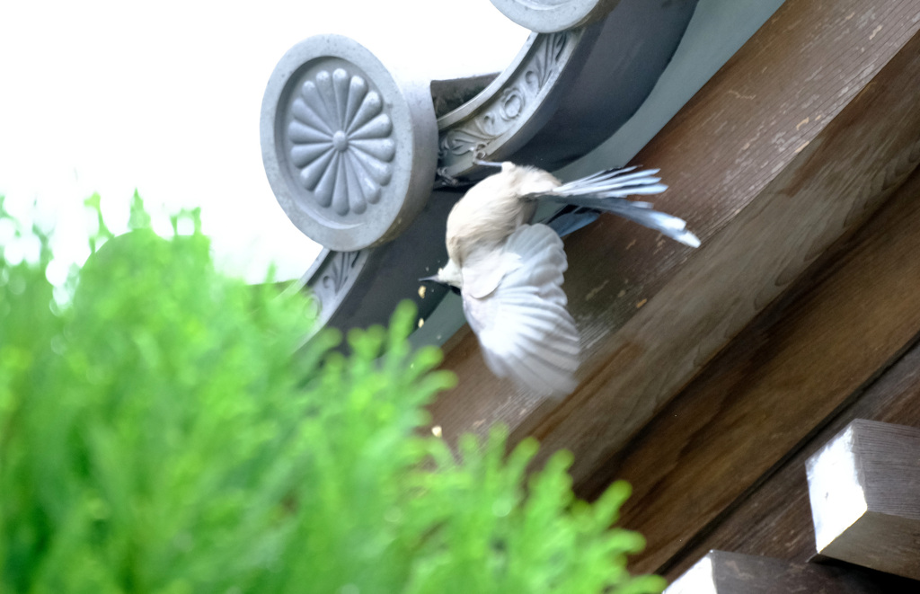 だけどまた戻ってきた