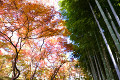 【竹林紅葉比較】カメラ