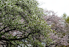 大島桜と染井吉野