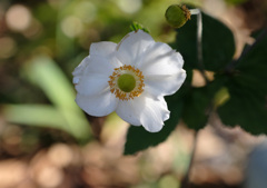 シュウメイギク