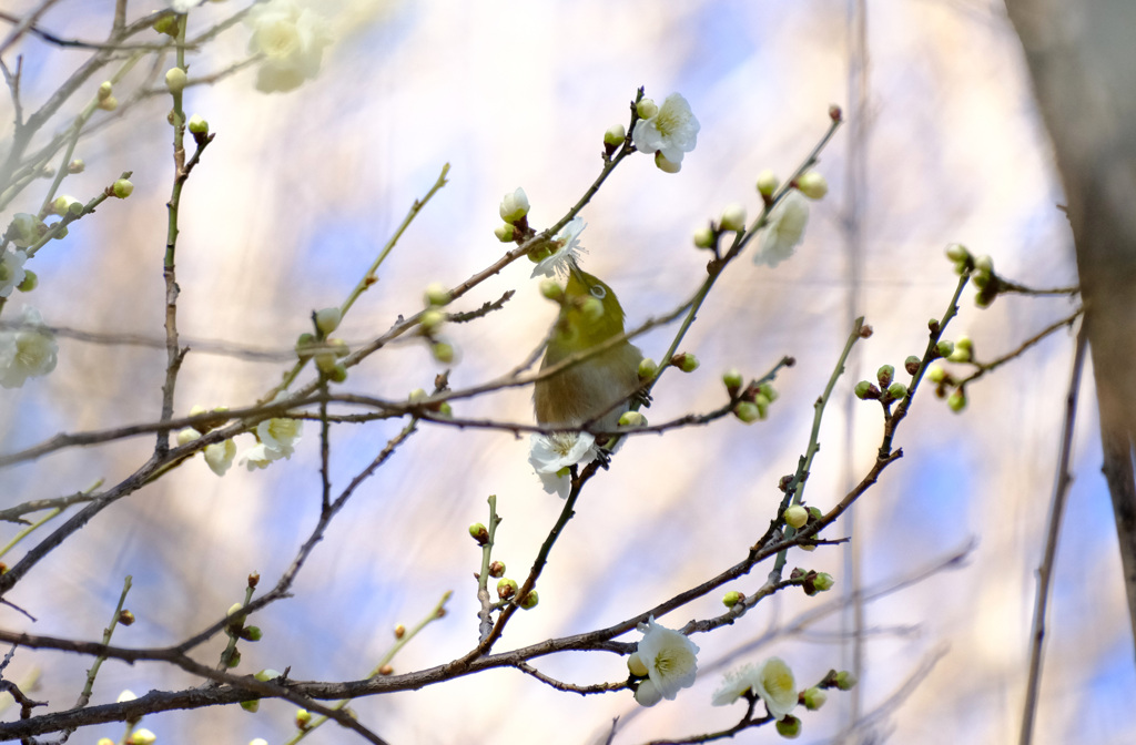 蜜を吸いやすいな