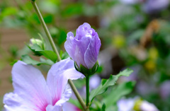 蕾