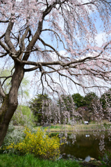 枝垂れの下には