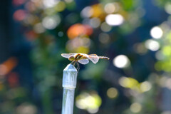 ちゃんとご挨拶