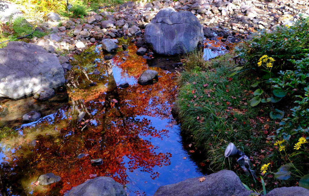 青空と紅葉とツワブキと