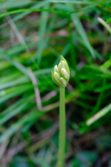 １９日白花B