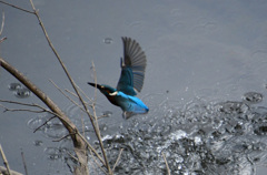 行っちゃいました