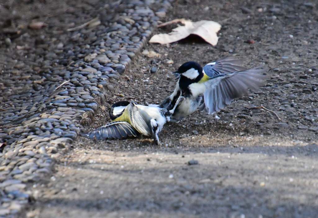 シジュウカラの大バトル