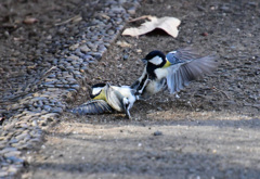 シジュウカラの大バトル