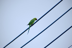 電線にワカケホンセイインコが
