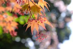モミジの花