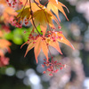 モミジの花