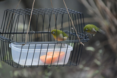駆け込みレストランへ