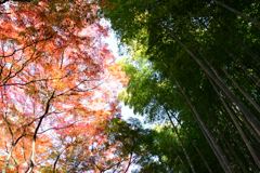 竹林と紅葉のコラボ