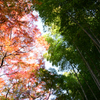 竹林と紅葉のコラボ
