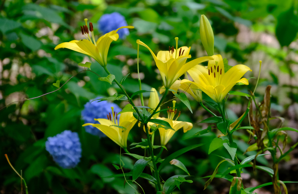 紫陽花と