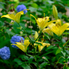 紫陽花と