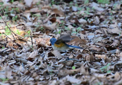 黄色いところも