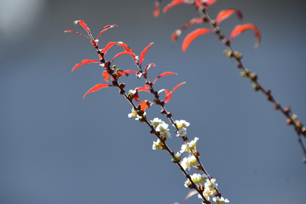 一月に開花している