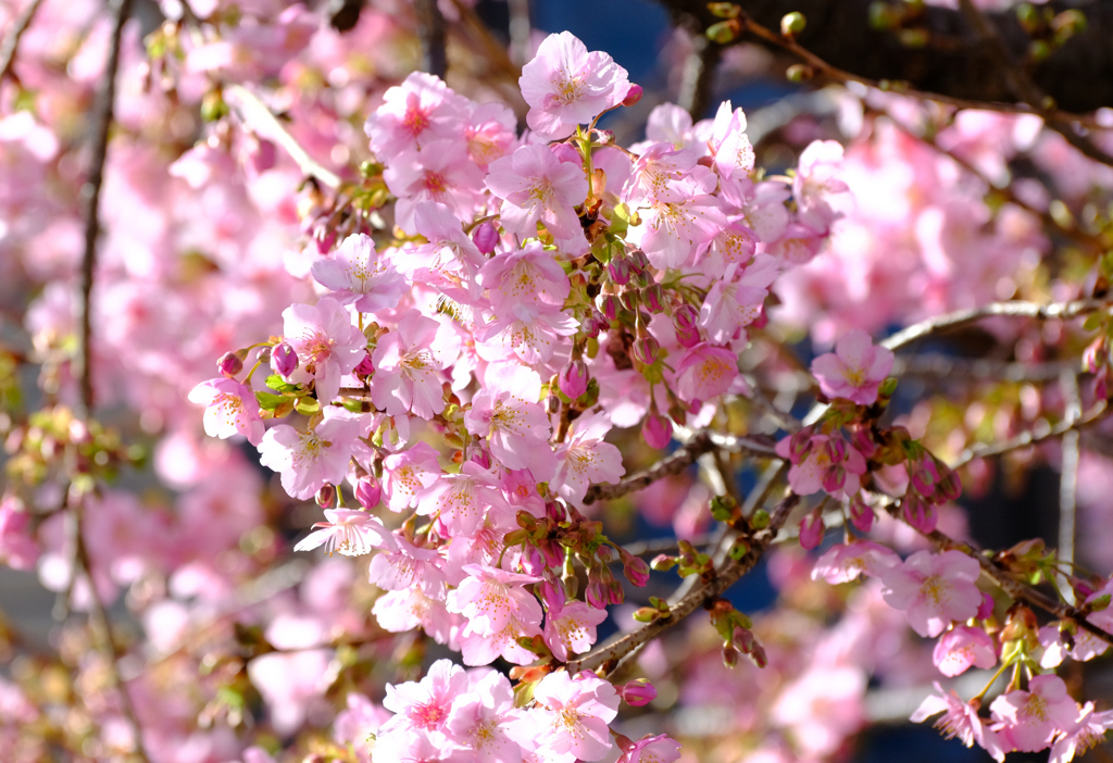 花いっぱい