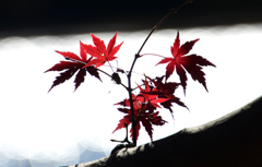 名残の紅葉