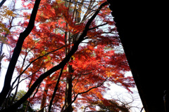 堂宇近くの紅葉