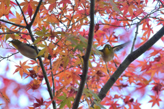 飛び出したよ（2羽）