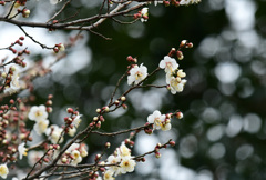 白梅 (1)