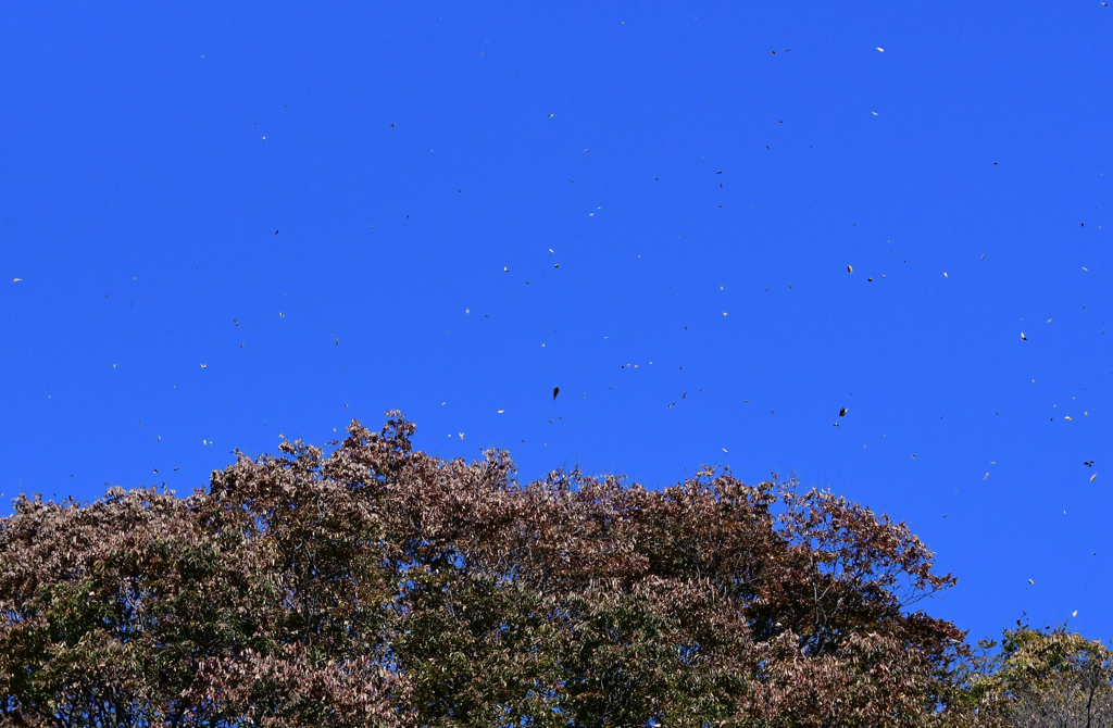空高く舞う