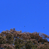 空高く舞う