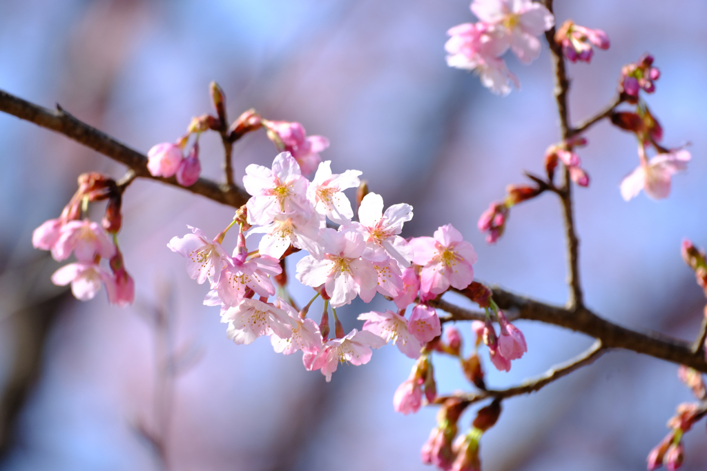 修善寺寒桜