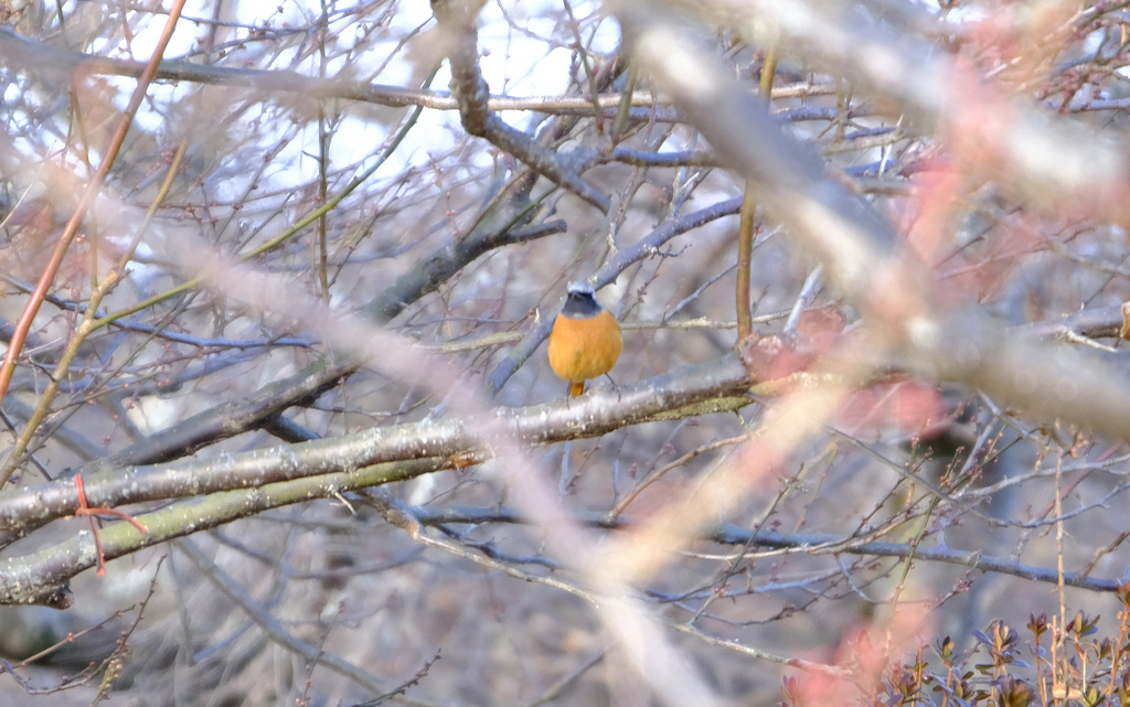 水戸ではお初