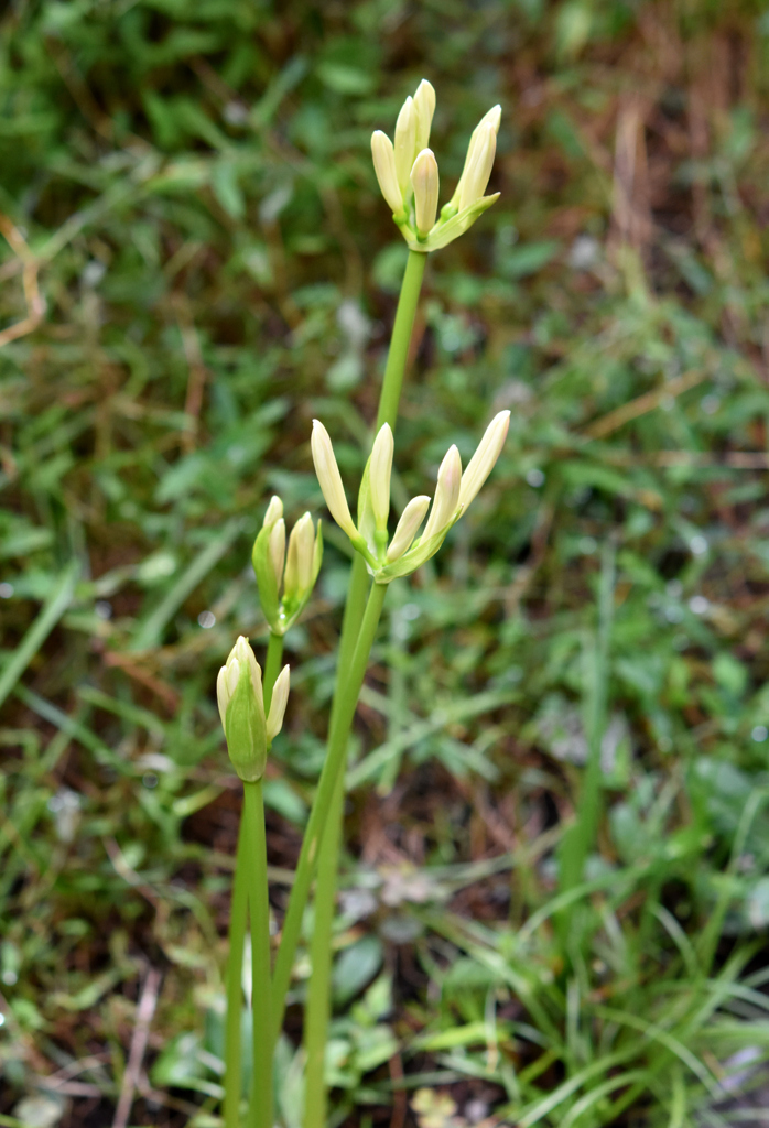 9月28日の白花