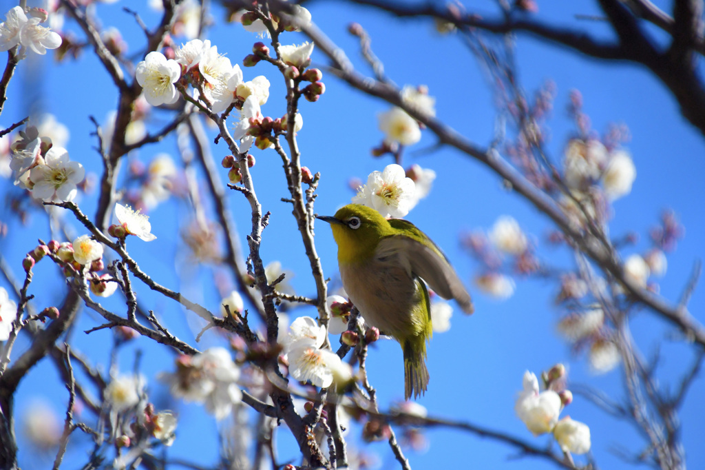 わーい、咲いてるー