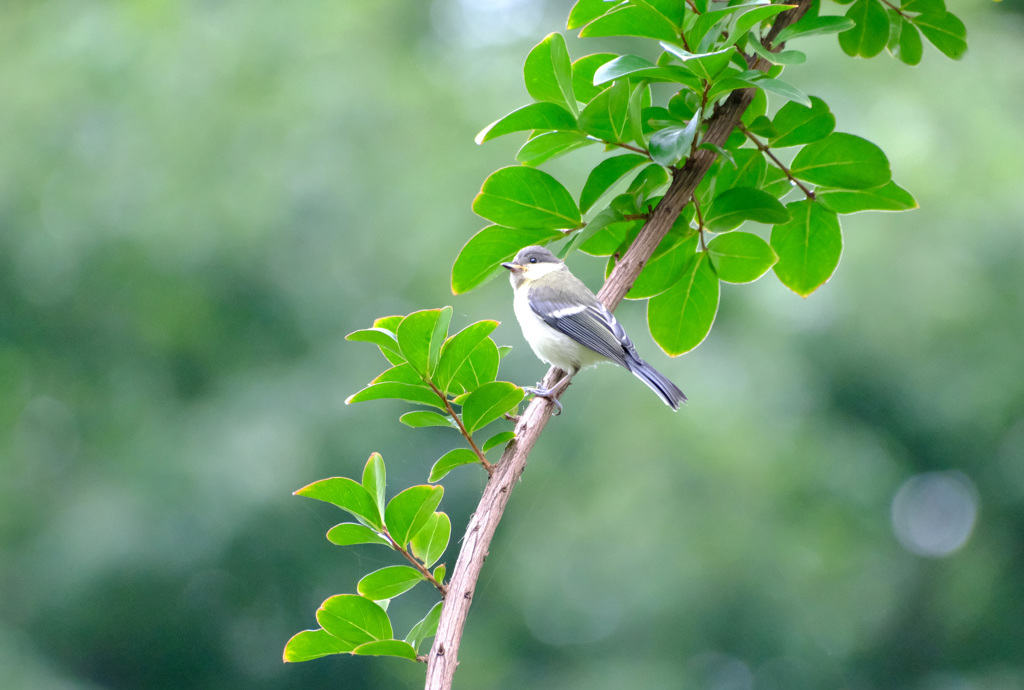 シジュウカラの幼鳥が