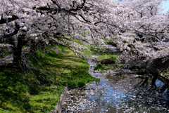 はやくも花筏に