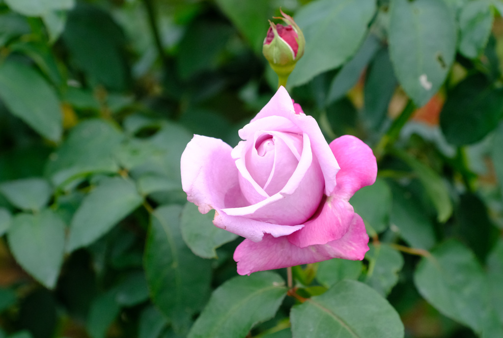 シャルルドゴール（仏）