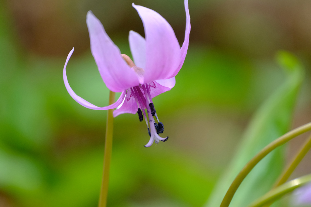 うつむく花