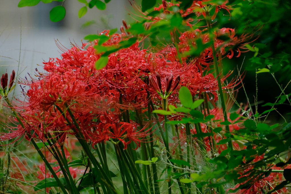 花束にして～