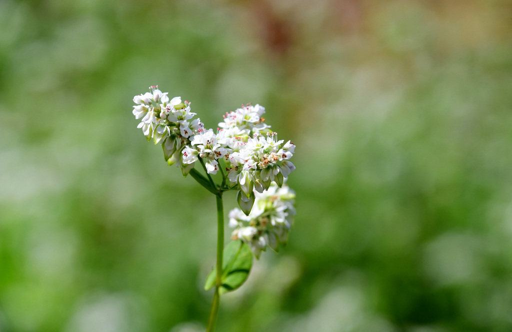 ソバの花