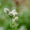 ソバの花