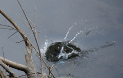 飛び込みました