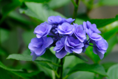 紫陽花に目を引かれ