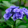 紫陽花に目を引かれ