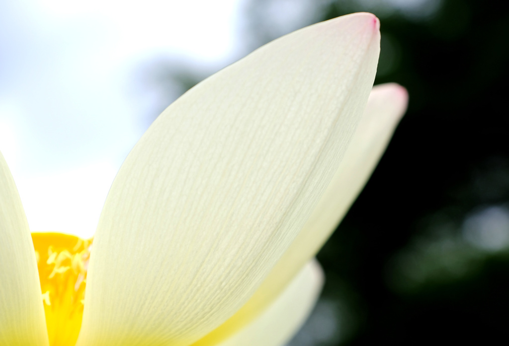 花びらの先端が