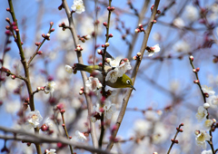 花は少ないが