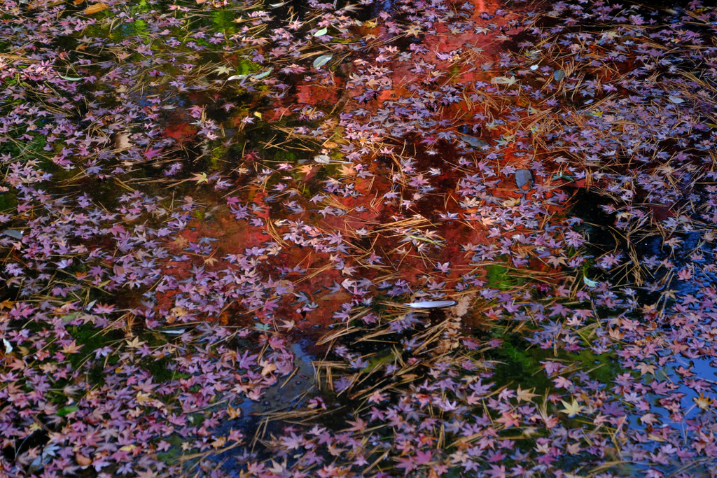 紅葉の錦